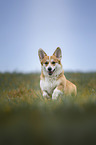 Welsh Corgi Pembroke runs over meadow