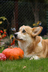 lying Welsh Corgi Pembroke