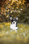 Welsh Corgi Pembroke