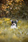 Welsh Corgi Pembroke