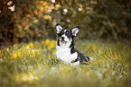 Welsh Corgi Pembroke