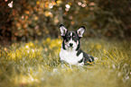 Welsh Corgi Pembroke