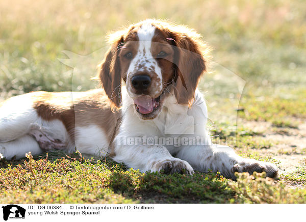 junger Welsh Springer Spaniel / young Welsh Springer Spaniel / DG-06384