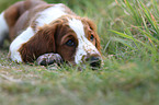 young Welsh Springer Spaniel