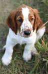 young Welsh Springer Spaniel