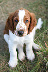 young Welsh Springer Spaniel