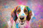 Welsh Springer Spaniel