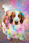 Welsh Springer Spaniel