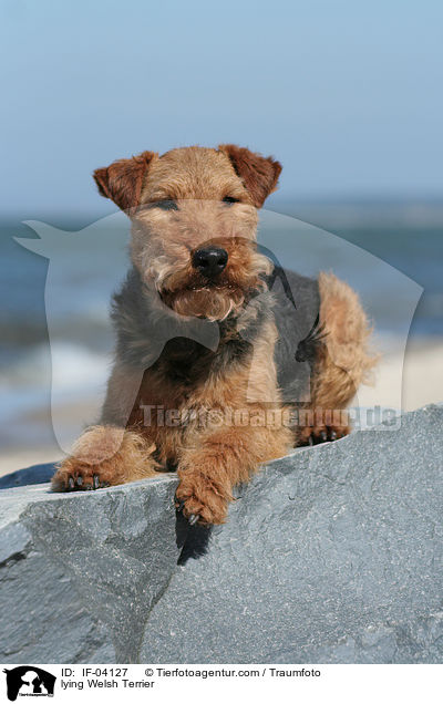 liegender Welsh Terrier / lying Welsh Terrier / IF-04127