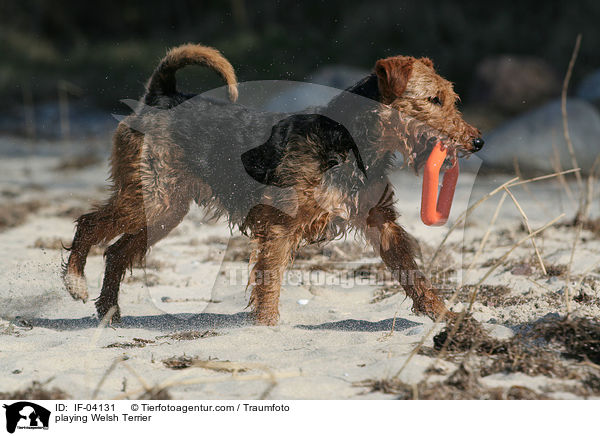 spielender Welsh Terrier / playing Welsh Terrier / IF-04131