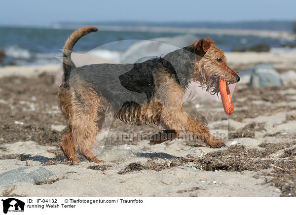 rennender Welsh Terrier / running Welsh Terrier / IF-04132