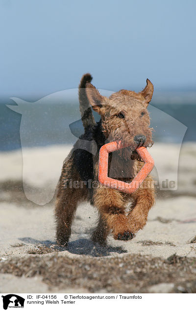 rennender Welsh Terrier / running Welsh Terrier / IF-04156