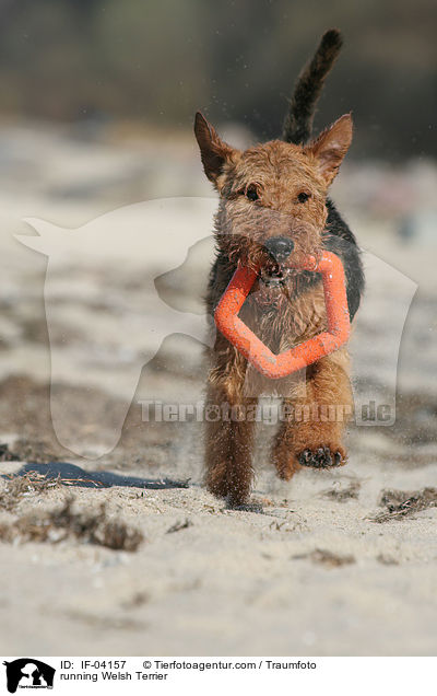 rennender Welsh Terrier / running Welsh Terrier / IF-04157