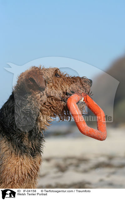 Welsh Terrier Portrait / Welsh Terrier Portrait / IF-04158