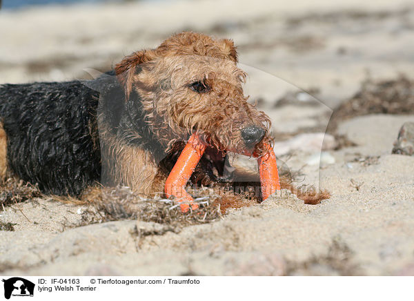 liegender Welsh Terrier / lying Welsh Terrier / IF-04163