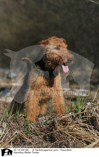 stehender Welsh Terrier / standing Welsh Terrier / IF-04166