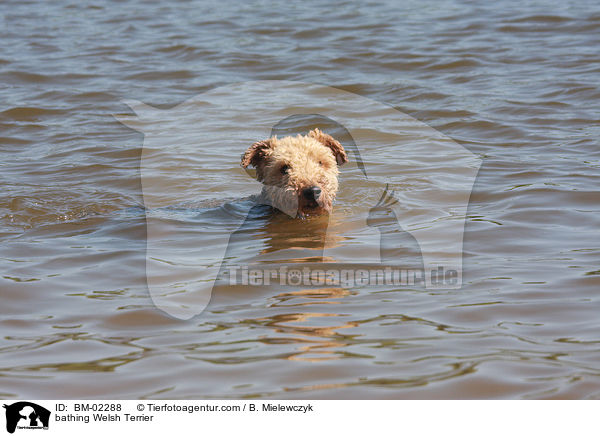 badender Welsh Terrier / bathing Welsh Terrier / BM-02288