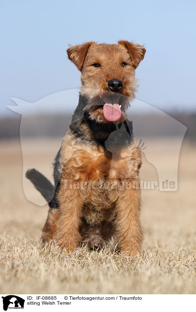 sitzender Welsh Terrier / sitting Welsh Terrier / IF-08685