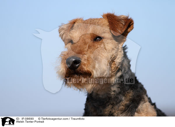 Welsh Terrier Portrait / Welsh Terrier Portrait / IF-08690