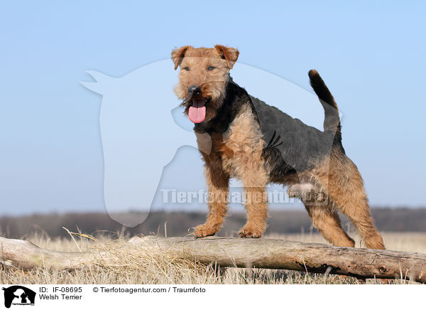 Welsh Terrier / Welsh Terrier / IF-08695