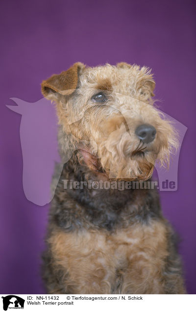 Welsh Terrier Portrait / Welsh Terrier portrait / NN-11432