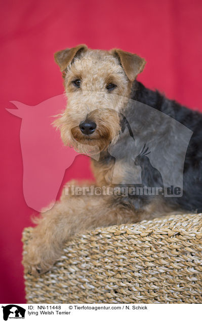 lying Welsh Terrier / NN-11448