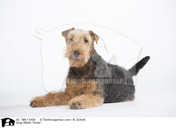 liegender Welsh Terrier / lying Welsh Terrier / NN-11458