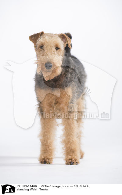 stehender Welsh Terrier / standing Welsh Terrier / NN-11466