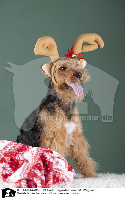 Welsh Terrier zwischen Weihnachtsdeko / Welsh terrier between Christmas decoration / MW-14495