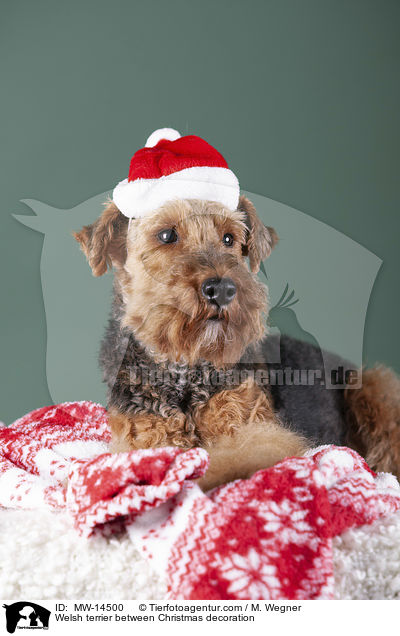 Welsh Terrier zwischen Weihnachtsdeko / Welsh terrier between Christmas decoration / MW-14500