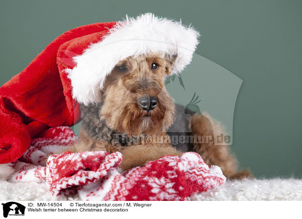 Welsh Terrier zwischen Weihnachtsdeko / Welsh terrier between Christmas decoration / MW-14504