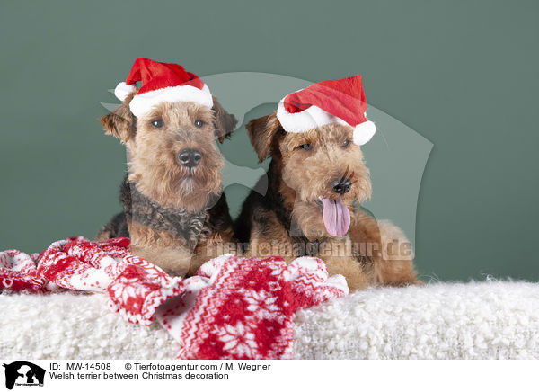 Welsh Terrier zwischen Weihnachtsdeko / Welsh terrier between Christmas decoration / MW-14508