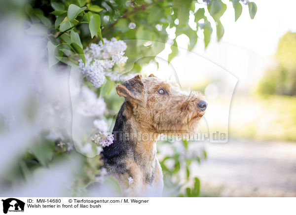 Welsh Terrier vor Fliederbusch / Welsh terrier in front of lilac bush / MW-14680