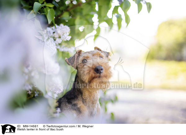 Welsh Terrier vor Fliederbusch / Welsh terrier in front of lilac bush / MW-14681