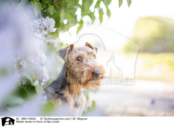 Welsh Terrier vor Fliederbusch / Welsh terrier in front of lilac bush / MW-14682