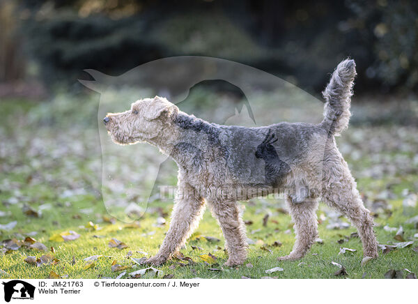 Welsh Terrier / Welsh Terrier / JM-21763