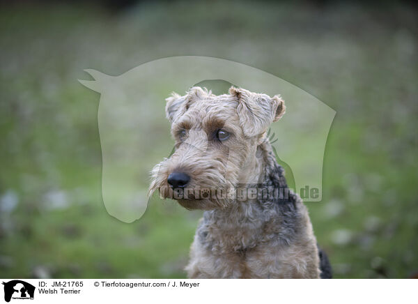 Welsh Terrier / Welsh Terrier / JM-21765