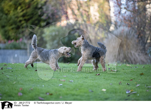 Welsh Terrier / Welsh Terrier / JM-21772