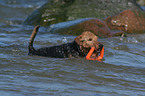 playing Welsh Terrier