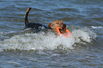 playing Welsh Terrier