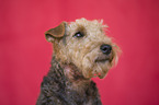 Welsh Terrier portrait