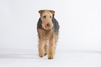 walking Welsh Terrier