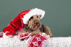 Welsh terrier between Christmas decoration