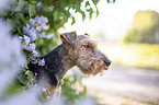 Welsh terrier in front of lilac bush