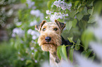 Welsh terrier in front of lilac bush