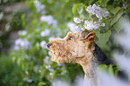 Welsh terrier in front of lilac bush