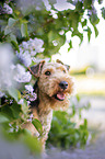 Welsh terrier in front of lilac bush