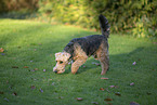 Welsh Terrier