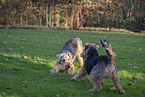 Welsh Terrier