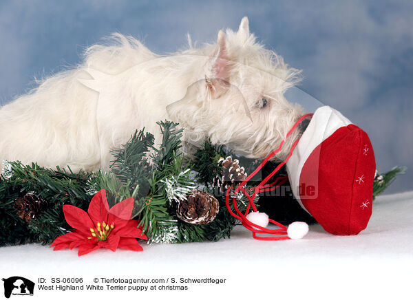West Highland White Terrier Welpe zu Weihnachten / West Highland White Terrier puppy at christmas / SS-06096